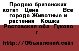 Продаю британских котят › Цена ­ 30 000 - Все города Животные и растения » Кошки   . Ростовская обл.,Гуково г.